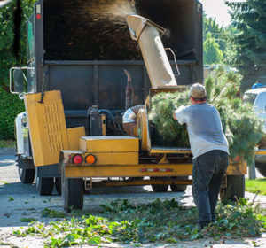 removing trees in your yard
