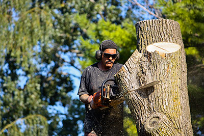removing trees in sarasota fl